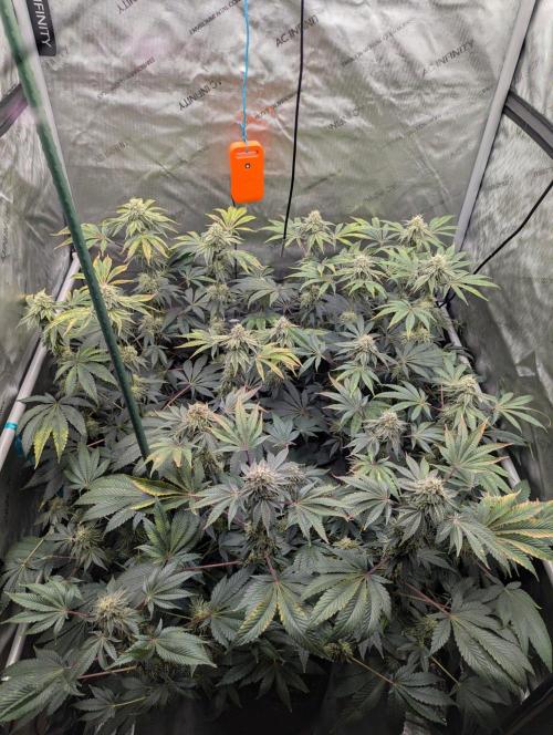 Z42 Photoperiod. Week 14