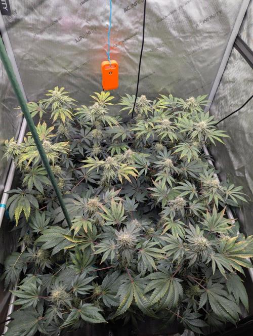Z42 Photoperiod. Week 14