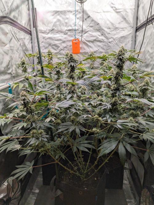 Z42 Photoperiod. Week 14