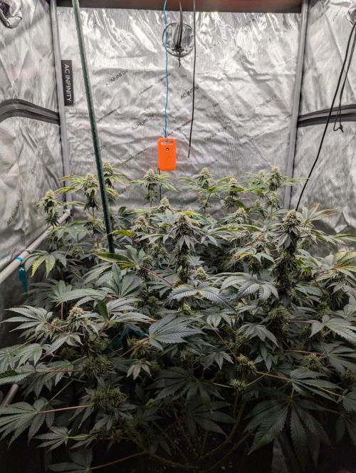 Z42 Photoperiod. Week 14