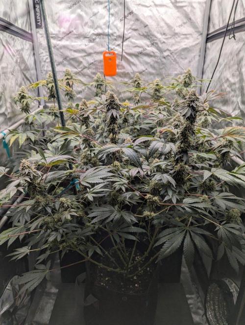 Z42 Photoperiod. Week 15