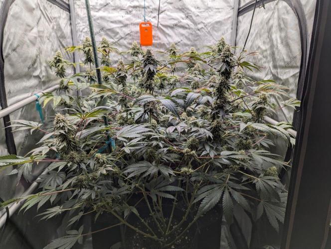 Z42 Photoperiod. Week 15
