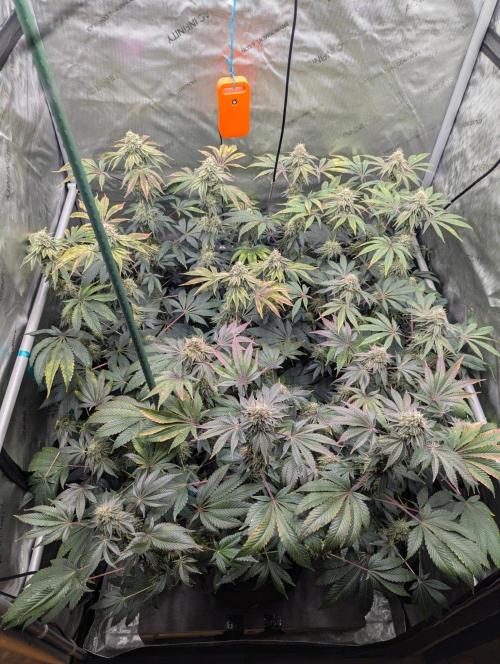 Z42 Photoperiod. Week 15