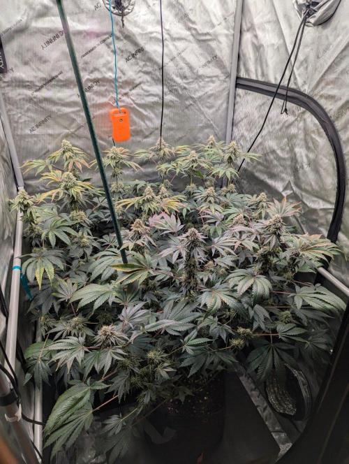 Z42 Photoperiod. Week 15