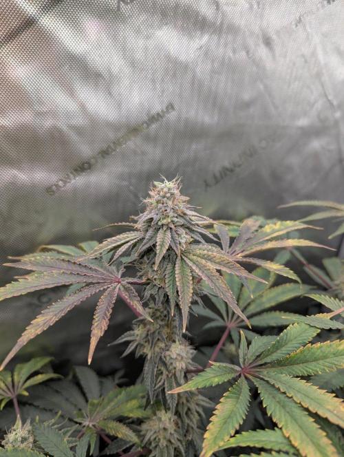 Z42 Photoperiod. Week 16