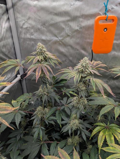 Z42 Photoperiod. Week 16