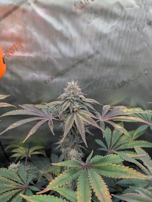 Z42 Photoperiod. Week 16