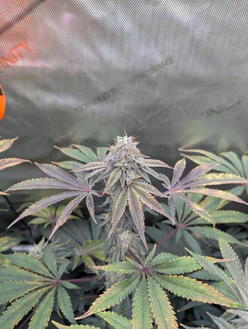 Z42 Photoperiod. Week 16