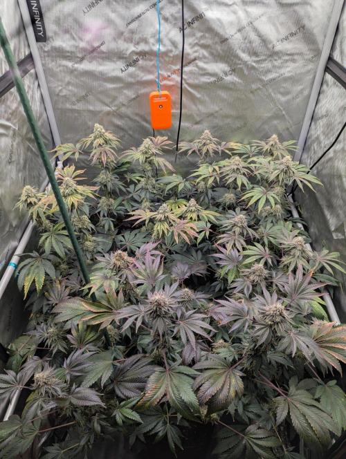Z42 Photoperiod. Week 16