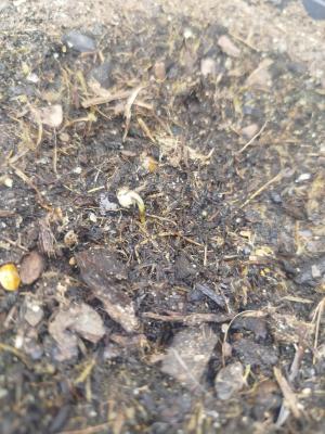 Comment by Helioseeds photo #1