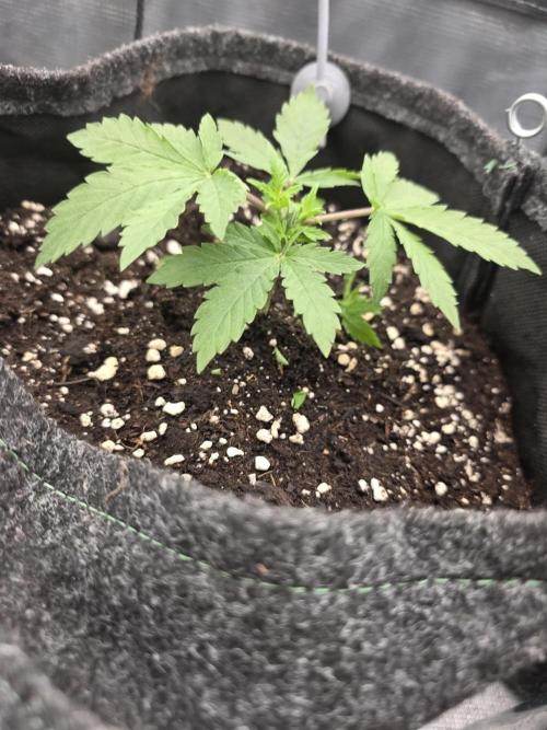 second grow, opinions?. Week 4