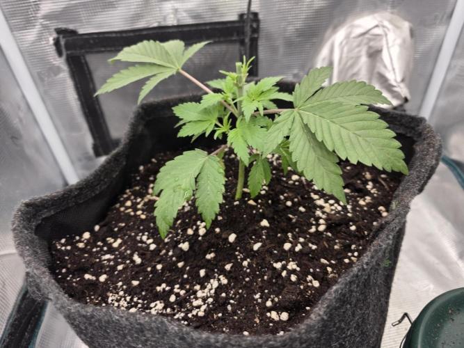 second grow, opinions?. Week 4