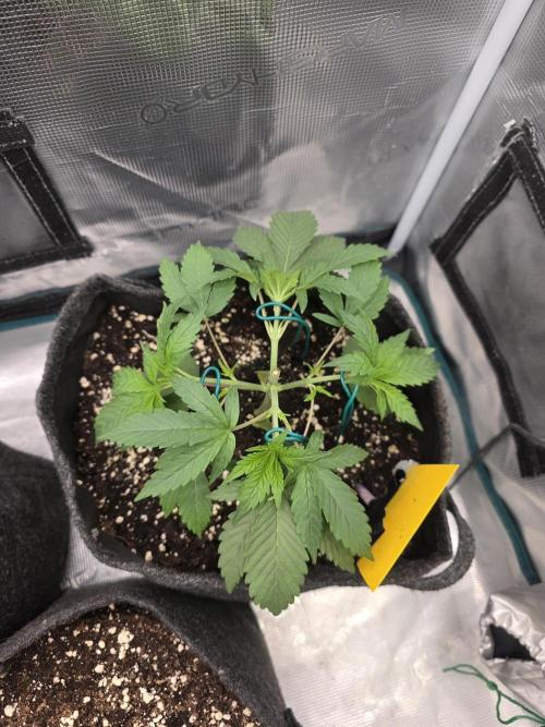 second grow, opinions?. Week 4 - So nach dem toppen gleich mit dem .Mainlining begonnen 🔝