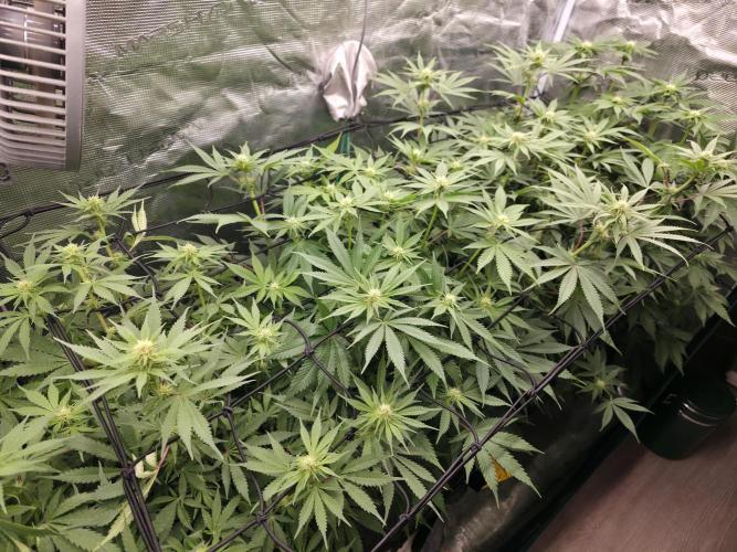 second grow, opinions?. Week 6