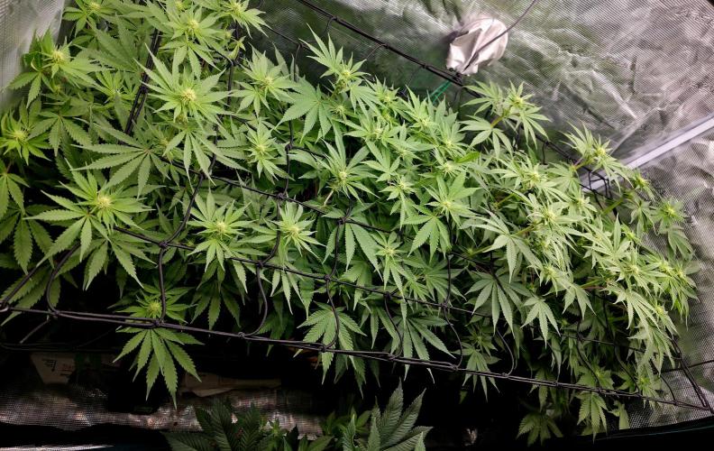 second grow, opinions?. Week 6