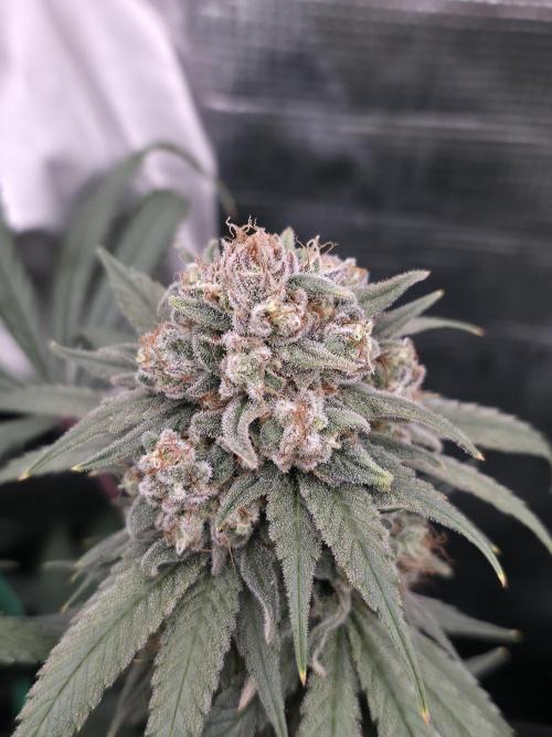 second grow, opinions?. Week 10 - cvk 3