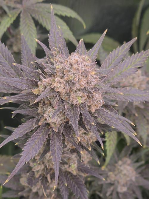 second grow, opinions?. Week 10 - cvk 1