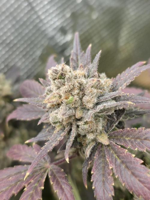 second grow, opinions?. Week 10 - cvk 1 (,my fav) 
