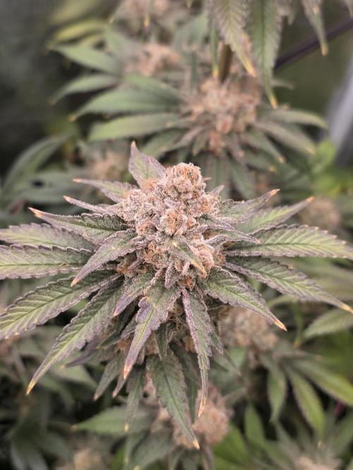 second grow, opinions?. Week 10 - Alien og
