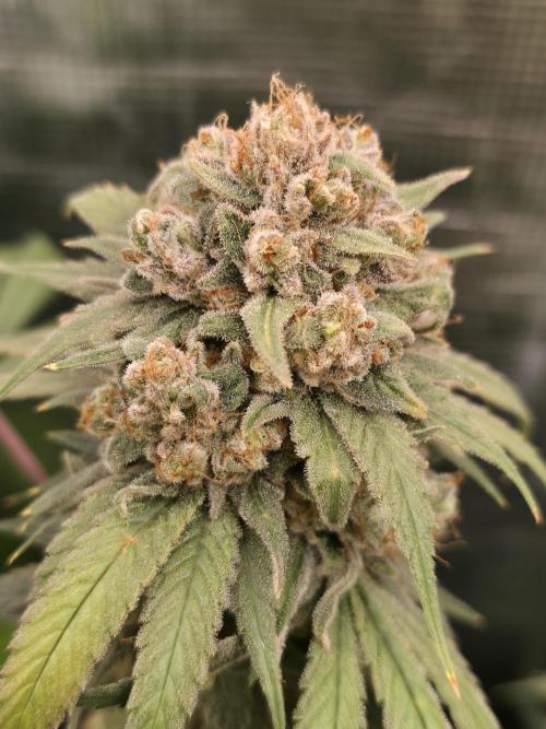 second grow, opinions?. Week 10 - CVK 2