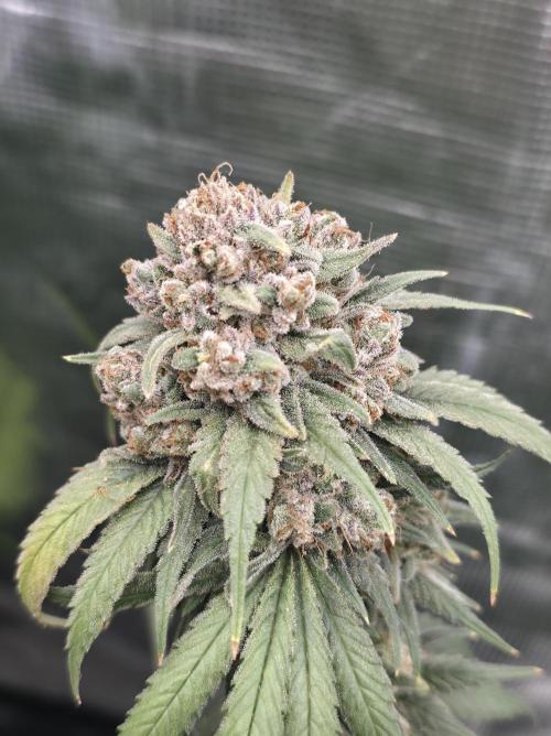 second grow, opinions?. Week 10 - cvk