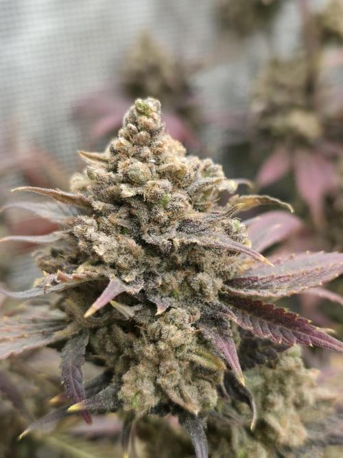 second grow, opinions?. Week 10 - cvk lila