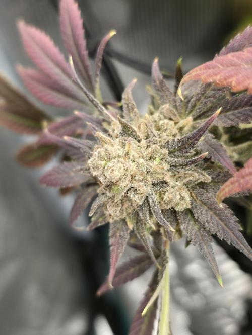 second grow, opinions?. Week 10 - cvk lila