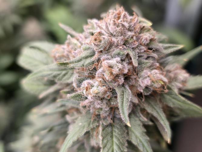 second grow, opinions?. Week 10 - chem valley