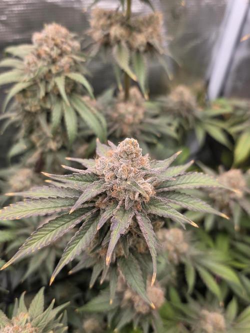 second grow, opinions?. Week 10 - Alien og