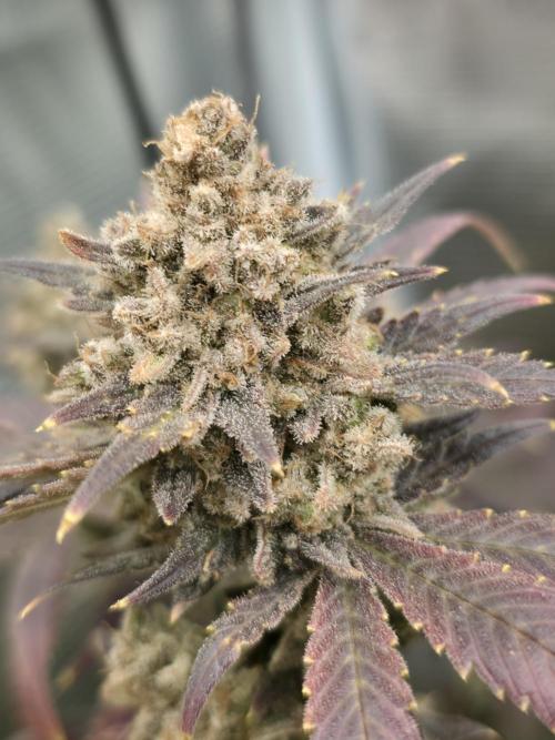 second grow, opinions?. Week 10 - cvk 1