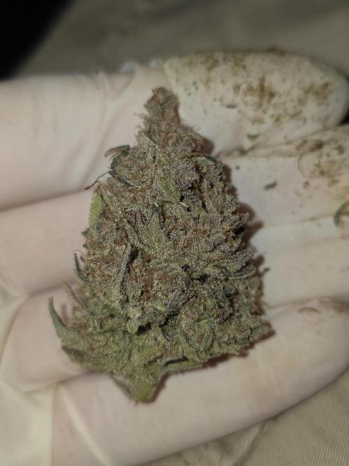 second grow, opinions?. Week 11 - cvk (lila)