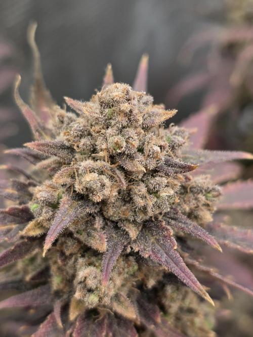 second grow, opinions?. Week 11 - cvk1 