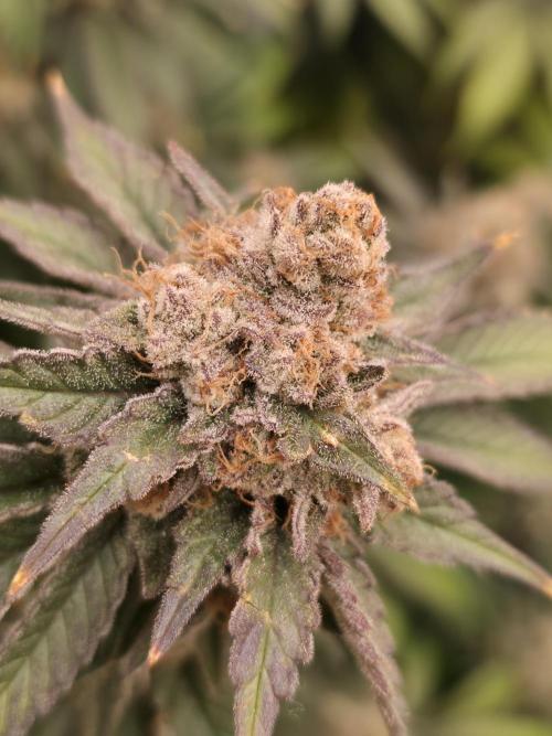 second grow, opinions?. Week 11 - alien
