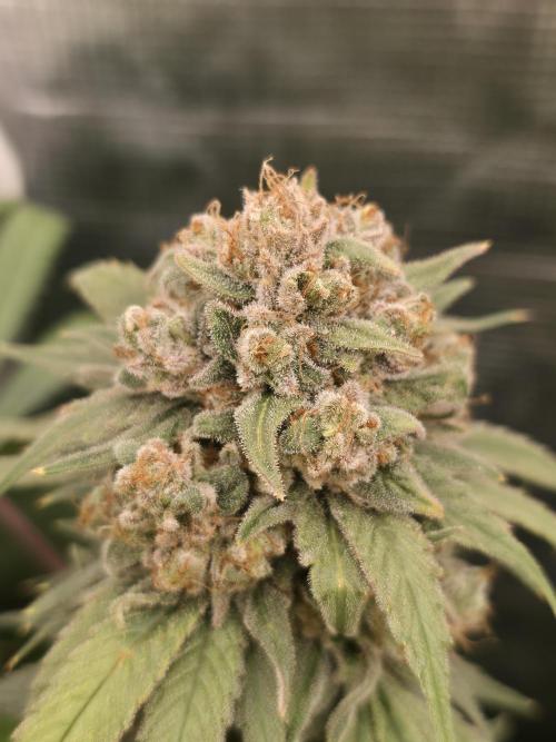 second grow, opinions?. Week 11 - cvk2