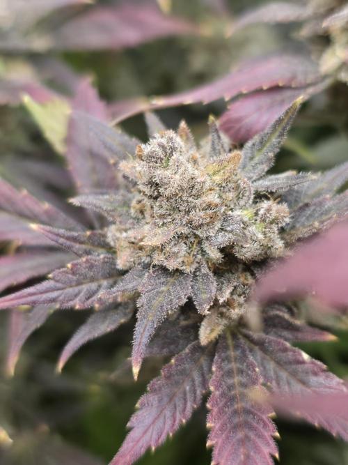second grow, opinions?. Week 11 - cvk 1 😍