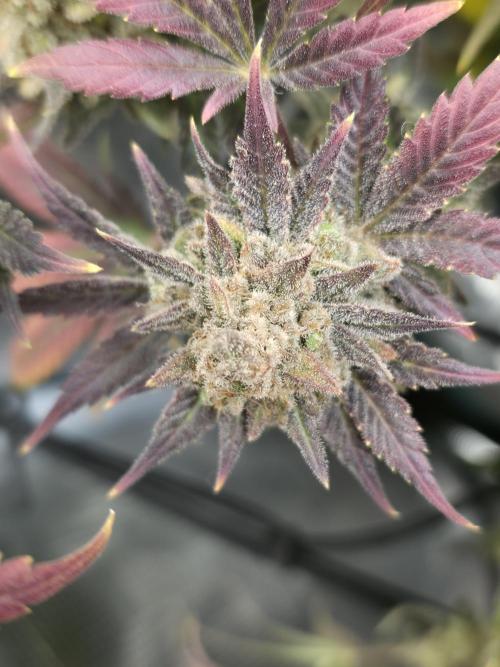 second grow, opinions?. Week 11 - cvk1