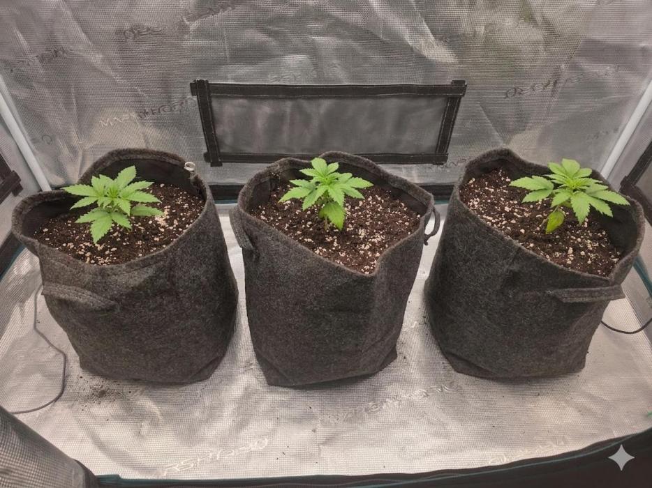 second grow, opinions?. Week 3 - soo die Plabinten sind jetzt umgezogen