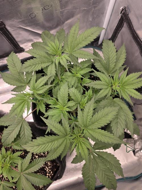 second grow, opinions?. Week 4