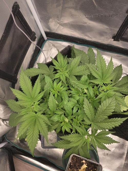 second grow, opinions?. Week 4 - Und kurz danach war sie schnell wieder  bushig.