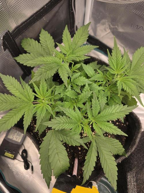 second grow, opinions?. Week 4