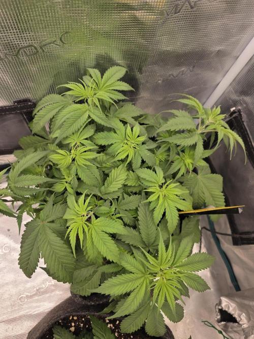 second grow, opinions?. Week 4