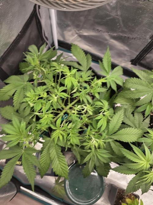 second grow, opinions?. Week 4