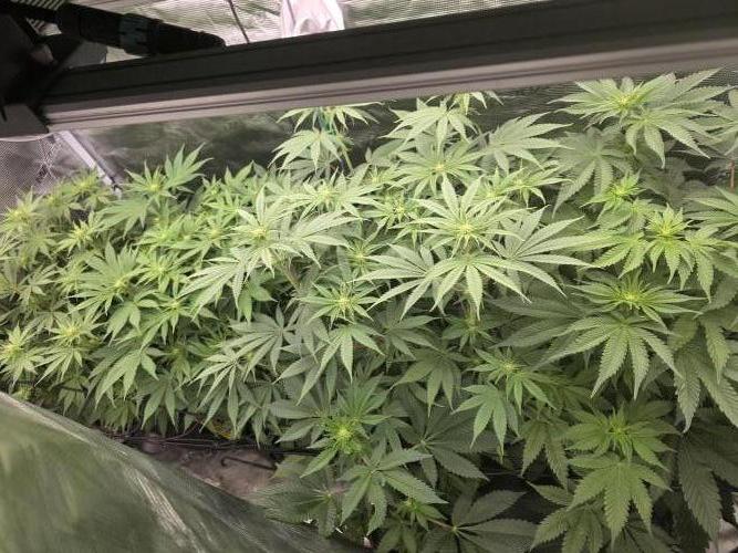 second grow, opinions?. Week 6 - flowerimg time  is initiativ:)