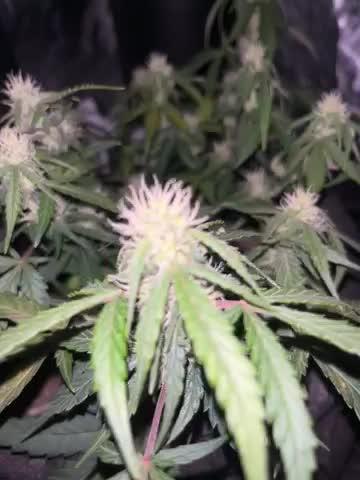 Green crack auto grow