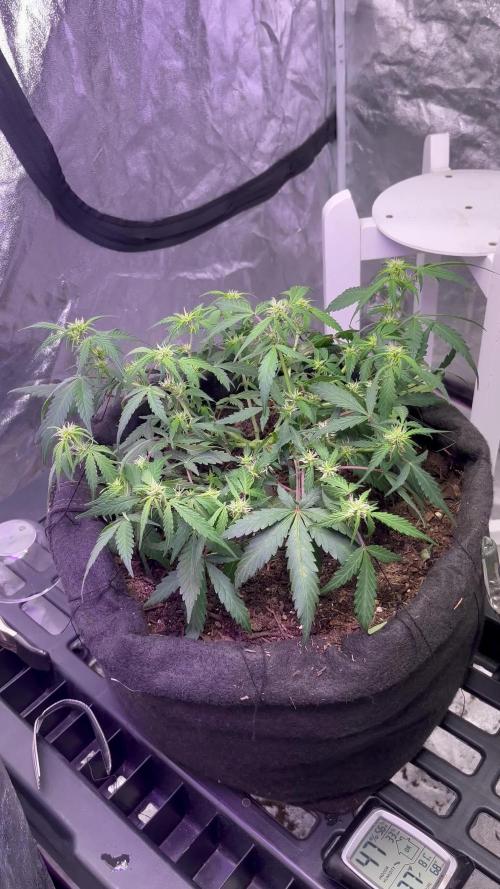 Green crack auto grow