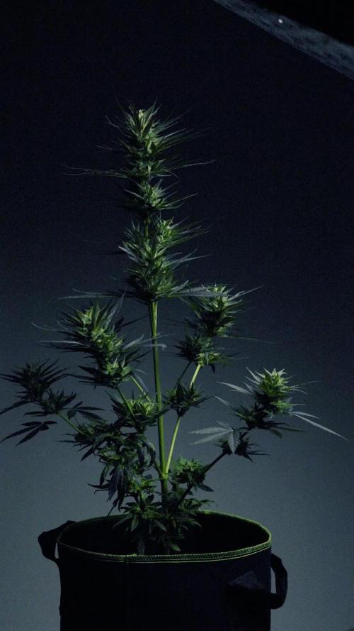 Sensi Skunk Automatic Outdoor Grow August 2024