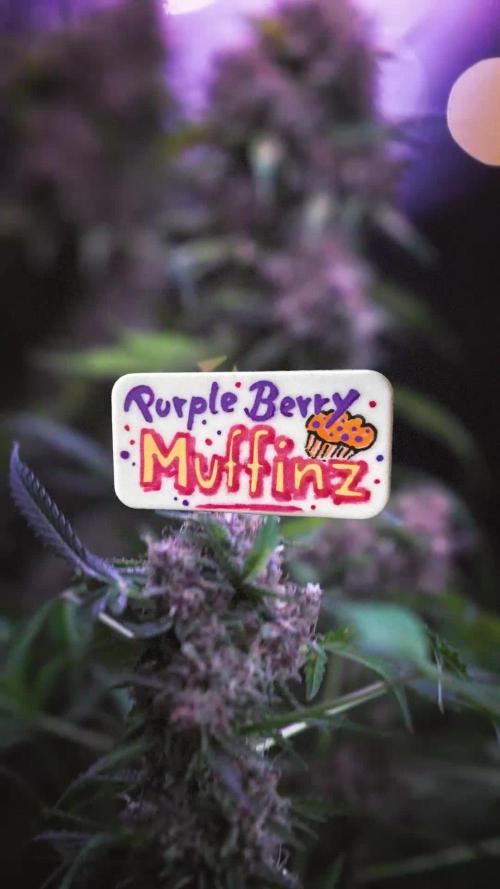 Purple Berry Muffinz Sensi Seeds Breeding Grounds Humboldt Seed Company Indoor 2025