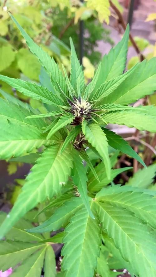 Guava Auto fast buds Outdoor 2025