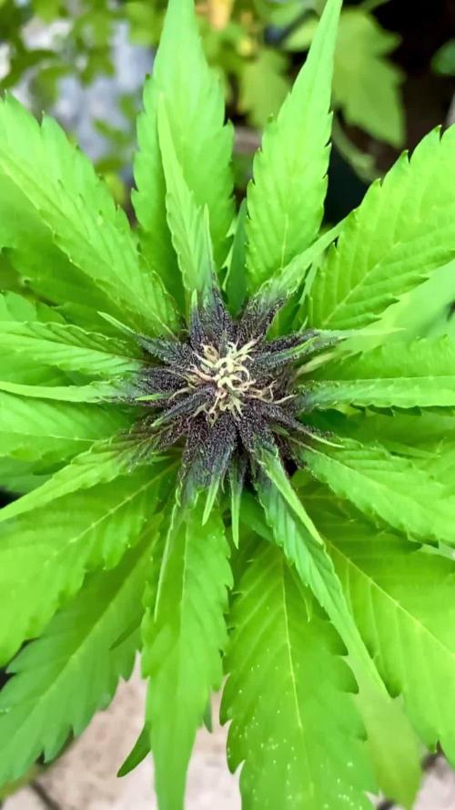Guava Auto fast buds Outdoor 2025