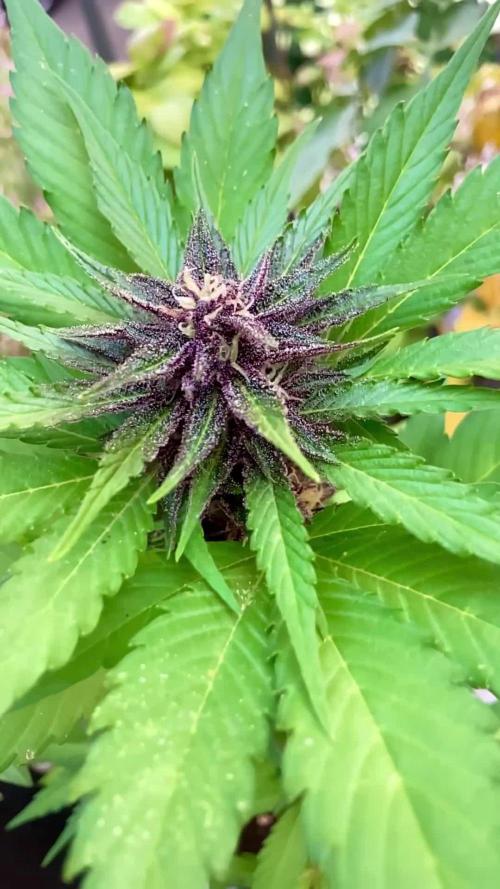 Guava Auto fast buds Outdoor 2025